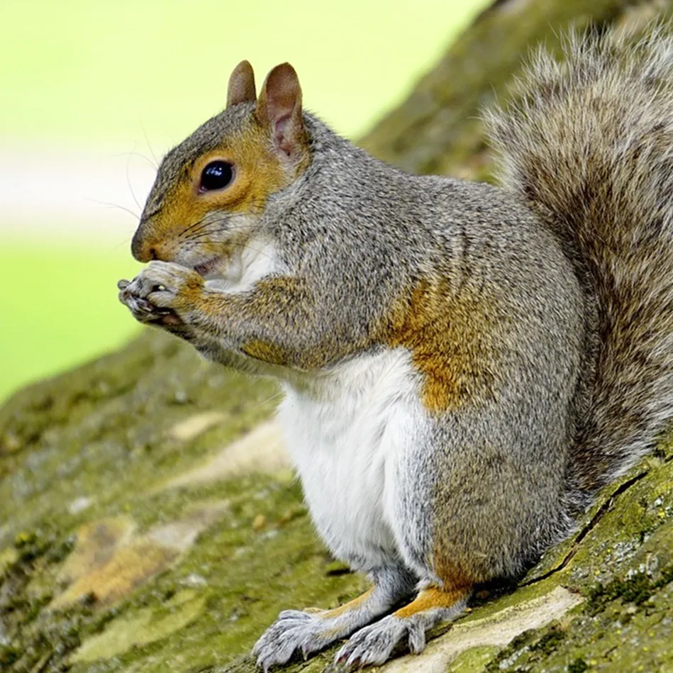 A squirrel sat with its front paws to its mouth